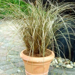 Ornamental Grasses Collection -Flower Harvest Shop 561181 2