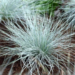 Ornamental Grasses Collection -Flower Harvest Shop 561181 3
