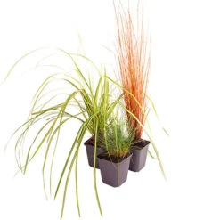 Ornamental Grasses Collection -Flower Harvest Shop 561181 4