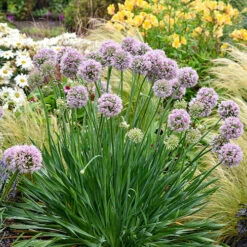 Allium Bubble Bath -Flower Harvest Shop 561182 3