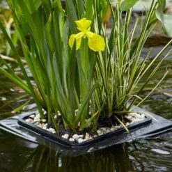 Floating Pond Plant Raft -Flower Harvest Shop 580030 1