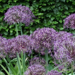 Allium 'Christophii' -Flower Harvest Shop 600120 2