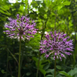 Allium 'Christophii' -Flower Harvest Shop 600120 3
