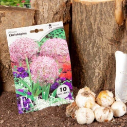 Allium 'Christophii' -Flower Harvest Shop 600120 4