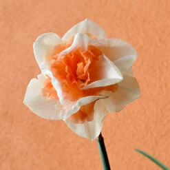 Daffodil 'Replete' -Flower Harvest Shop 600161 2