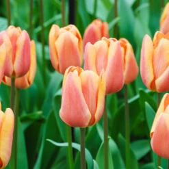 Tulip Dual Colour Collection -Flower Harvest Shop 600400 2