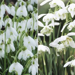 Single & Double Snowdrops 'In The Green' Twinpack