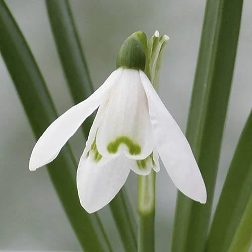 Single & Double Snowdrops 'In The Green' Twinpack 2 Single & Double Snowdrops 'In The Green' Twinpack - Image 2