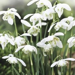 Single & Double Snowdrops 'In The Green' Twinpack 11 Single & Double Snowdrops 'In The Green' Twinpack -Flower Harvest Shop 630014 2