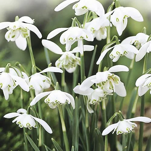 Single & Double Snowdrops 'In The Green' Twinpack 3 Single & Double Snowdrops 'In The Green' Twinpack - Image 3