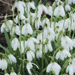 Single & Double Snowdrops 'In The Green' Twinpack 13 Single & Double Snowdrops 'In The Green' Twinpack -Flower Harvest Shop 630014 4