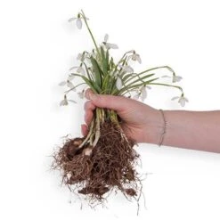 Single & Double Snowdrops 'In The Green' Twinpack 14 Single & Double Snowdrops 'In The Green' Twinpack -Flower Harvest Shop 630014 5