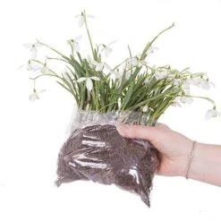 Single & Double Snowdrops 'In The Green' Twinpack 15 Single & Double Snowdrops 'In The Green' Twinpack -Flower Harvest Shop 630014 6