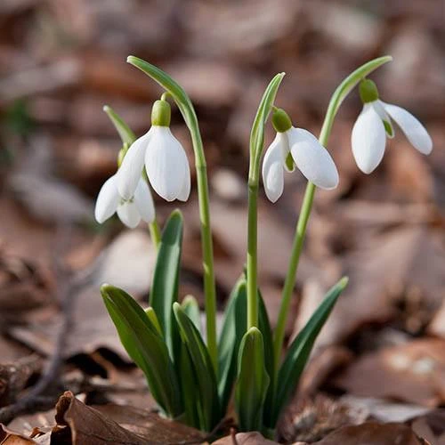 Single & Double Snowdrops 'In The Green' Twinpack 9 Single & Double Snowdrops 'In The Green' Twinpack - Image 9