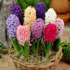 Mixed Hyacinths -Flower Harvest Shop 630034 2