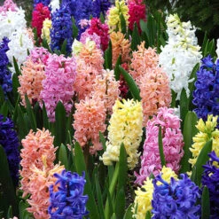 Mixed Hyacinths -Flower Harvest Shop 630034 3