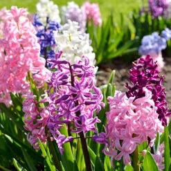 Mixed Hyacinths -Flower Harvest Shop 630034 4
