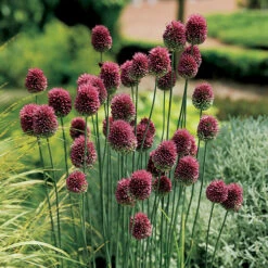 Complete Spring Flowering Bulb Collection -Flower Harvest Shop 630050 2