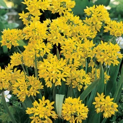 Complete Spring Flowering Bulb Collection -Flower Harvest Shop 630050 3