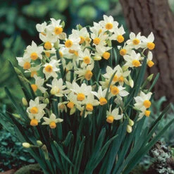 Complete Spring Flowering Bulb Collection -Flower Harvest Shop 630050 4