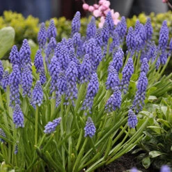 Complete Spring Flowering Bulb Collection -Flower Harvest Shop 630050 5