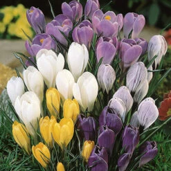 Complete Spring Flowering Bulb Collection -Flower Harvest Shop 630050 7