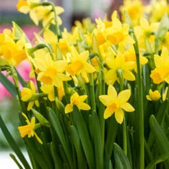 Narcissus 'T?te-?-T?te' -Flower Harvest Shop 630091 2