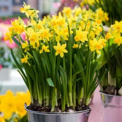 Narcissus 'T?te-?-T?te' -Flower Harvest Shop 630091 4