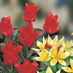 Blooming Fast Drop In Bulb Planter Balcony Beauty Pack -Flower Harvest Shop 630107 4