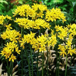 Complete Allium Collection -Flower Harvest Shop 630126 2