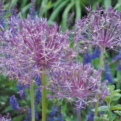 Complete Allium Collection -Flower Harvest Shop 630126 3