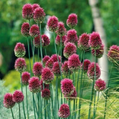 Complete Allium Collection -Flower Harvest Shop 630126 5