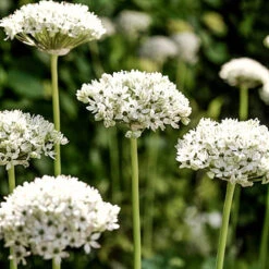 Complete Allium Collection -Flower Harvest Shop 630126 6