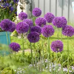 Complete Allium Collection -Flower Harvest Shop 630126 7