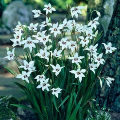 The Complete Summer Flowering Bulb Collection -Flower Harvest Shop 630130 2