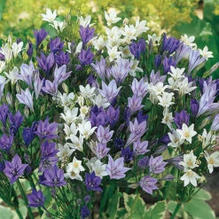The Complete Summer Flowering Bulb Collection -Flower Harvest Shop 630130 3