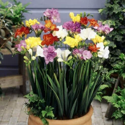 The Complete Summer Flowering Bulb Collection -Flower Harvest Shop 630130 4