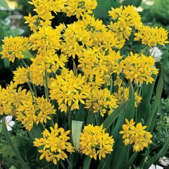 The Complete Summer Flowering Bulb Collection -Flower Harvest Shop 630130 5