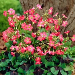 The Complete Summer Flowering Bulb Collection -Flower Harvest Shop 630130 6