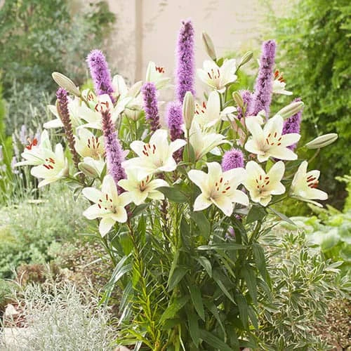 Plant-O-Mat Lilium And Liatris Kit 1 Plant-O-Mat Lilium And Liatris Kit