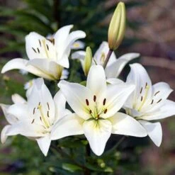 Plant-O-Mat Lilium And Liatris Kit 5 Plant-O-Mat Lilium And Liatris Kit -Flower Harvest Shop 630176 2