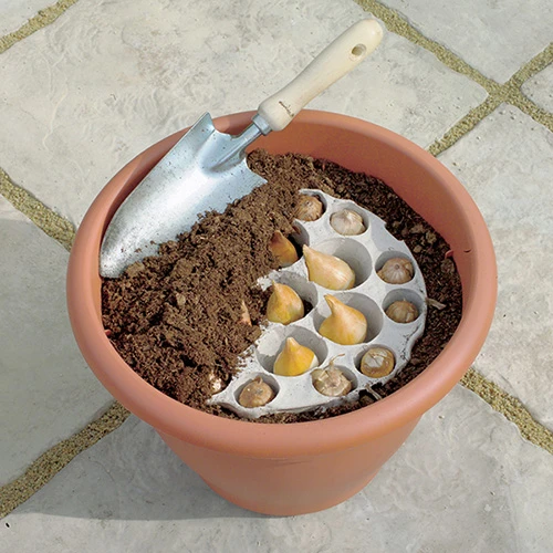 Blooming Fast Drop In Bulb Planter Tulip And Muscari Kit 3 Blooming Fast Drop In Bulb Planter Tulip And Muscari Kit - Image 3