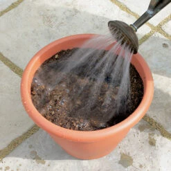 Blooming Fast Drop In Bulb Planter Tulip And Muscari Kit 8 Blooming Fast Drop In Bulb Planter Tulip And Muscari Kit -Flower Harvest Shop 630187 3