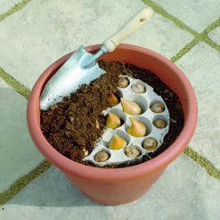 Blooming Fast Drop In Bulb Planter Tulip And Crocus Kit -Flower Harvest Shop 630188 2