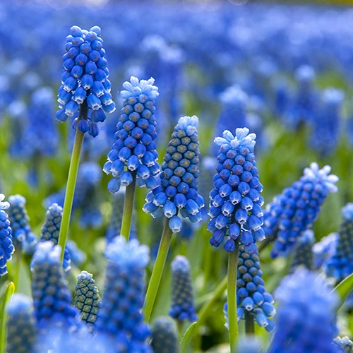 Blooming Fast Drop In Bulb Planter Narcissus And Muscari Kit 2 Blooming Fast Drop In Bulb Planter Narcissus And Muscari Kit - Image 2