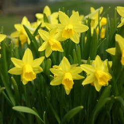 Blooming Fast Drop In Bulb Planter Narcissus And Muscari Kit 7 Blooming Fast Drop In Bulb Planter Narcissus And Muscari Kit -Flower Harvest Shop 630189 2