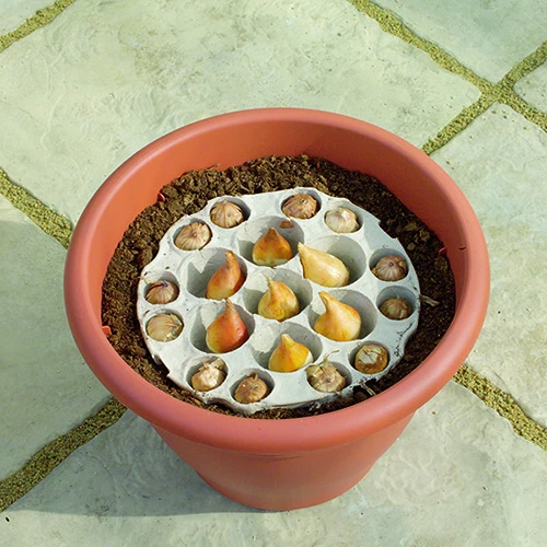 Blooming Fast Drop In Bulb Planter Narcissus And Muscari Kit 4 Blooming Fast Drop In Bulb Planter Narcissus And Muscari Kit - Image 4