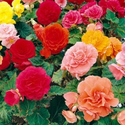 Belgian Giant Flowered Upright Begonias 7 Belgian Giant Flowered Upright Begonias -Flower Harvest Shop 630192 2