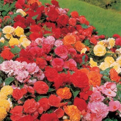Belgian Giant Flowered Upright Begonias 8 Belgian Giant Flowered Upright Begonias -Flower Harvest Shop 630192 3