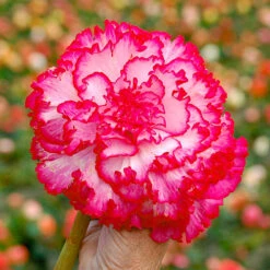 Belgian Giant Begonias - 10 Upright And 10 Trailers -Flower Harvest Shop 630194 2